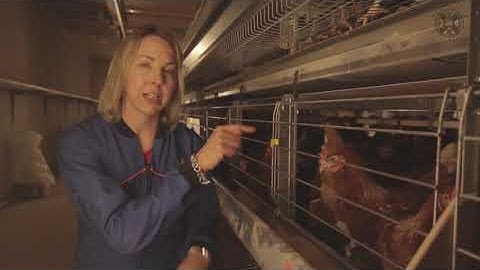 Modern Layer Farming | Welfare Needs of Poultry | Part 1 | VET ISMAEEL OFFICIAL