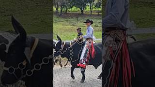 Download Lagu bois de sela em Delfim MP3