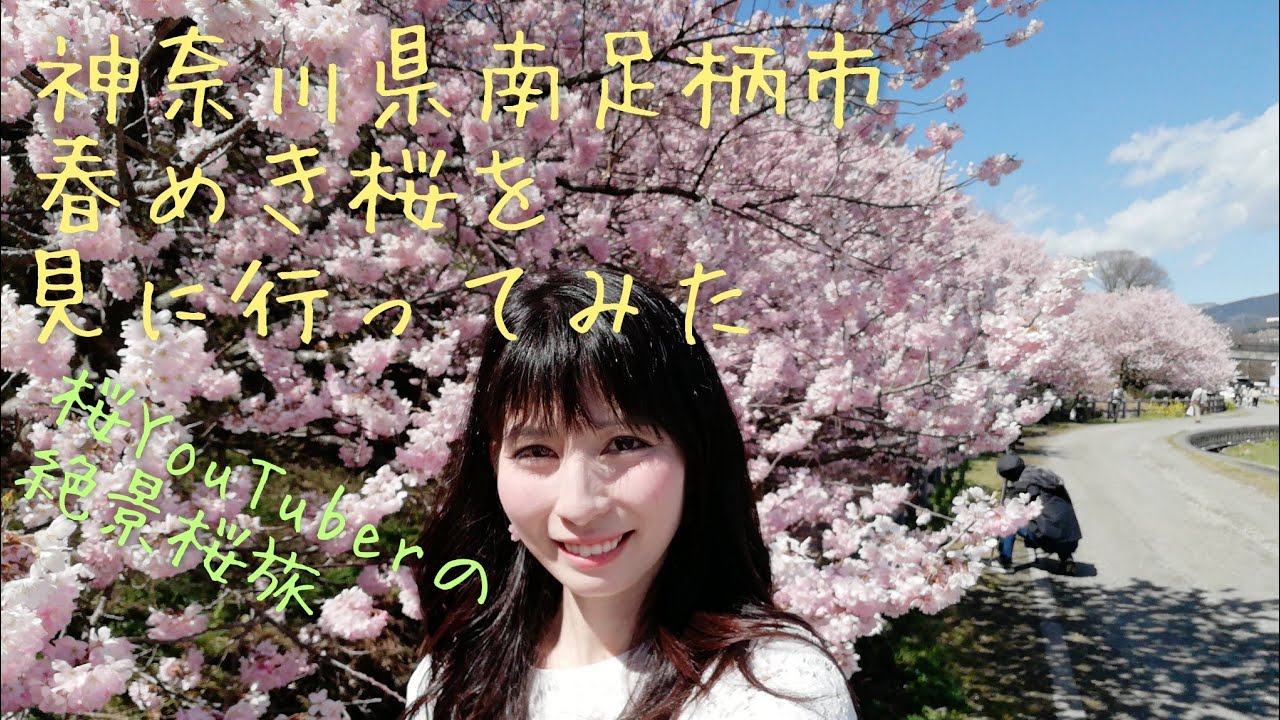 神奈川県南足柄市の春めき桜 年3月11日 Youtube