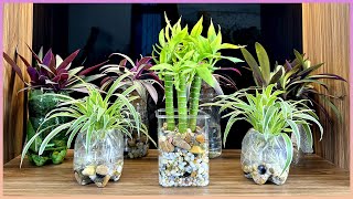 Follow this method to renew your potted plants, an effective way to decorate your home