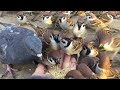 【ハプニング】手乗り雀の食事中にハトさん乱入!【手乗りスズメがいっぱい!32】Hand tame sparrow