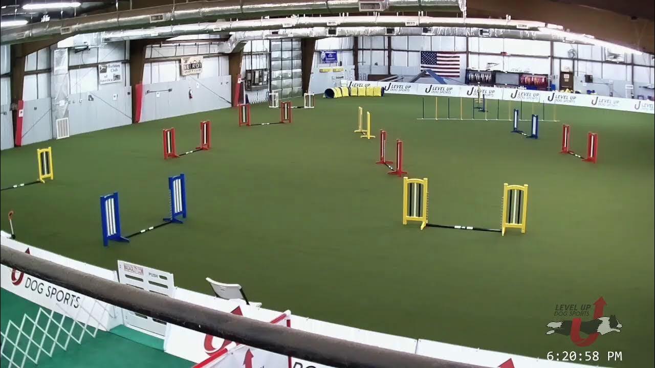 Papillon National Specialty LUDS 5/19/2023 YouTube
