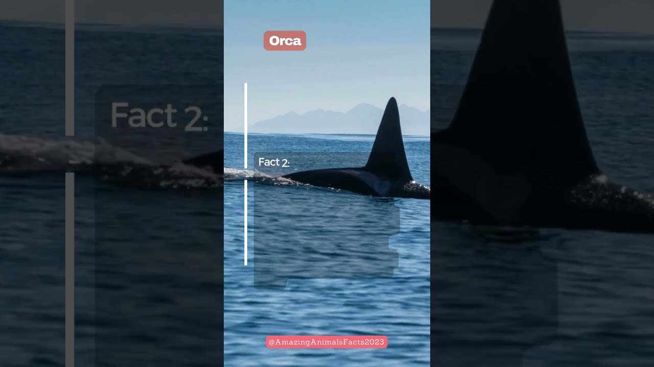 Orca facts