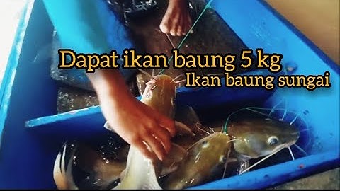 Najur ikan baung di sungai kalimantan barat #part 3 || ikannya babon² guys