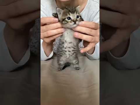 هزه يمين ويسار