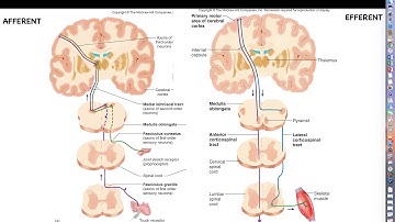 Human Physiology - Ch. 13 Lecture, Part 3 - Midbrain and Hindbrain