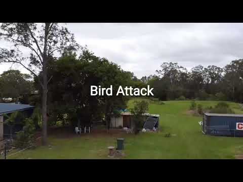 Crazy Bird Attack