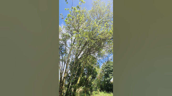 #shorts The call of summer chorus cicadas ( Amphipsalta zelandica) in the trees around my house