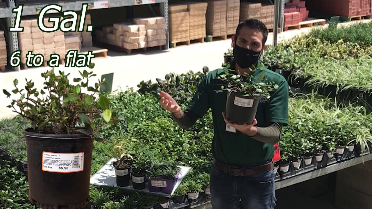 Altman Plants - How To Merchandise the Ground Cover Table