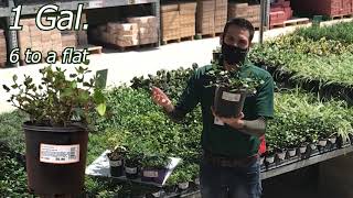 Altman Plants - How To Merchandise the Ground Cover Table