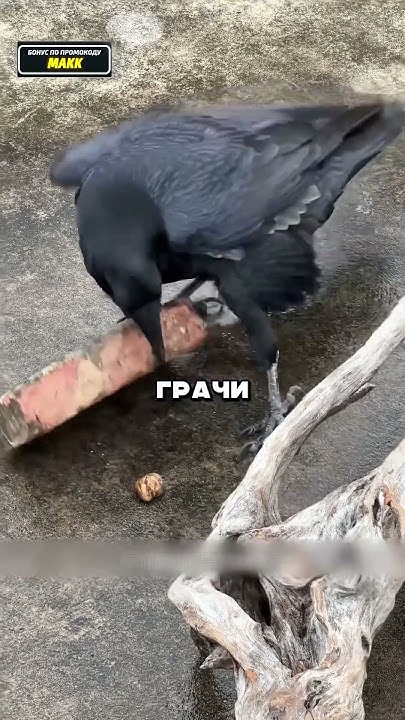 Самые умные птицы в мире 😱 - YouTube