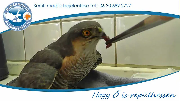 Srlt karvaly etetse - Feeding of injured bird (Acc...