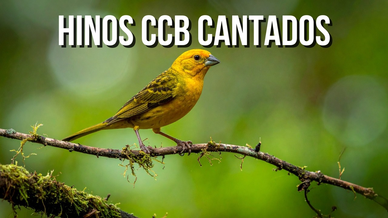 Hinos CCB Cantados Vol 61