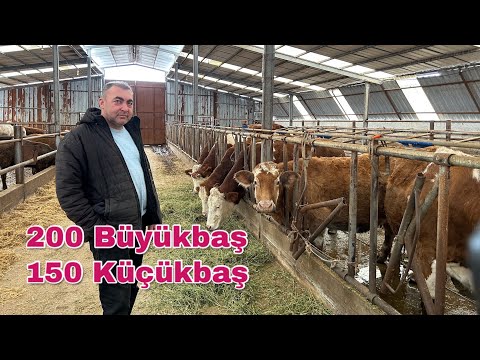 200 Adet Büyükbaş 150 Adet Küçükbaş Çiftliği - Yaylıma Devam Ediyor.. Özer Çiftlik #hayvancılık 