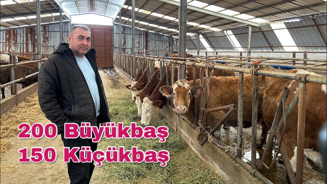 200 Adet Büyükbaş 150 Adet Küçükbaş Çiftliği - Yaylıma Devam Ediyor.. Özer Çiftlik #hayvancılık 
