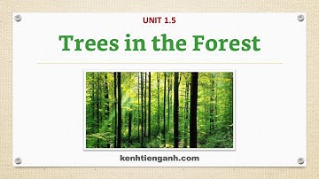 [Unit 1.5] Trees in the Forest - Listening English Through Dictation