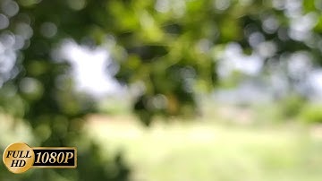 4k bokeh background effect/green bokeh background footage