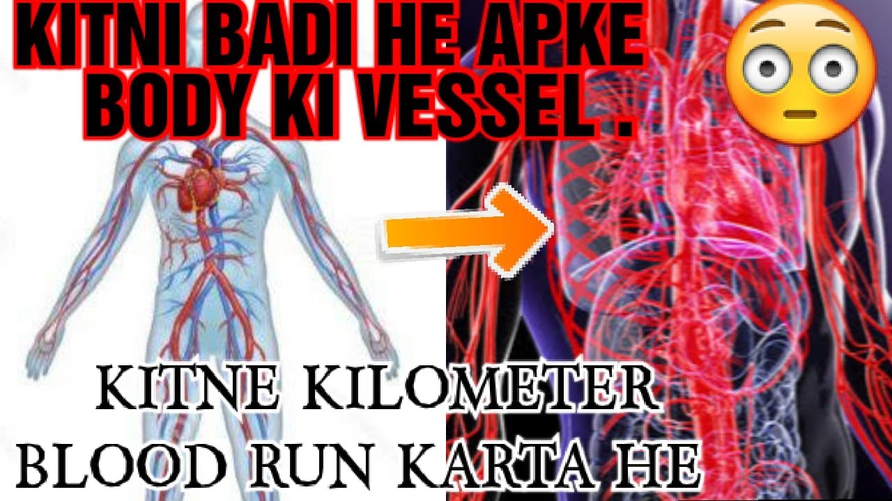 AAPKE BODY KI VESSEL KITNE BADI HE (and) BLOOD KITNE KILOMETER