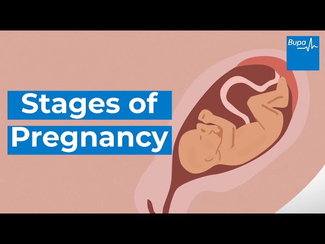 Stages of Pregnancy by Trimester