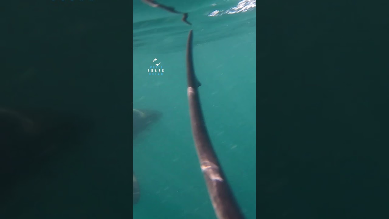 2 Big Sharks Pass Each Other Next To The Boat