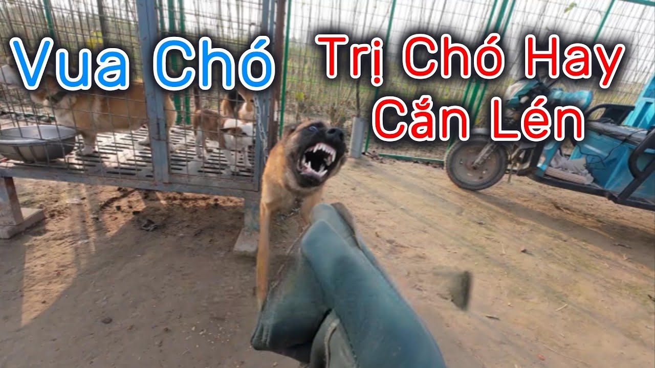 VUA CHÓ - Xử Lý Ác Khuyển Cắn lén | khu tự trị chó P2