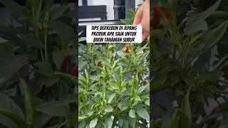 Tips berkebun di Jepang, produk apa aja yg dipakai supaya tanaman tumbuh subur walau ditanam di pot