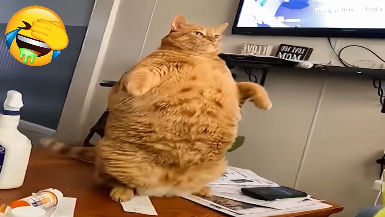 New Funniest Cats Videos😼Try Not To Laugh😜Daily Serving of Internet Cats Part 17