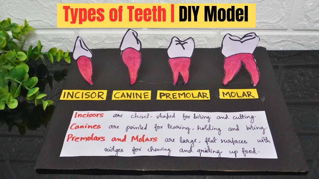 Human Teeth Types | School Project Model | ICSE/CBSE Science Activity ...