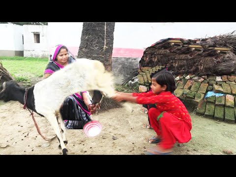Little Cute Girl Helping for GOAT Milking-गांव में कैसे बकरी का दूध दुहते है ?