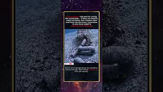 SEA CUCUMBER FILTERS THE ENTIRE OCEAN FLOOR AND YOU'VE NEVER NOTICED
