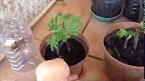 Cosa mettere sotto i pini?