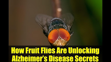 How Fruit Flies Are Unlocking Alzheimer’s Disease Secrets | Breakthrough Research Explained