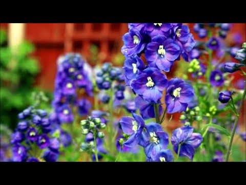 वीडियो: आउटडोर में नाइट ब्यूटी फूल कैसे उगाएं