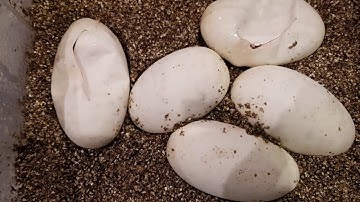 Cutting ball python eggs Pied x Pastel Yb OD
