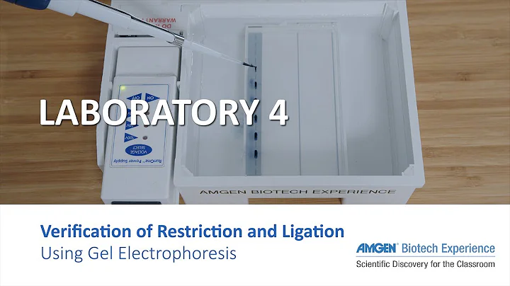 Laboratory 4: Verification of Restriction and Ligation Using Gel Electrophoresis