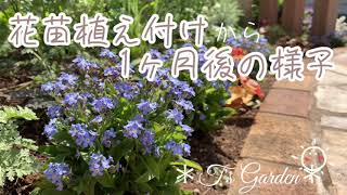 《花苗植え付けから1ヶ月後の様子》ガーデニング＊花いっぱいの庭づくり《T's Garden》#4K