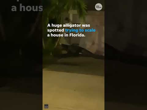 Gator tests climbing skills, caught trying to scale side of home #Shorts