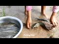 Amazing Girl Fishing A Lot Catfish By Hand In Mud Dry Season