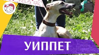 Уиппет на ilikepet. Особенности породы, уход Уиппет на ilikepet. Особенности породы, уход