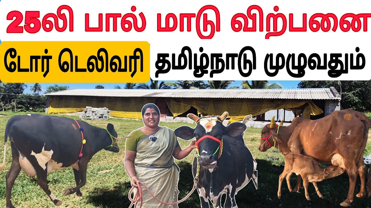 தமிழ்நாட்டில் யாரும் தர முடியாத குறைந்த விலையில் பால் மாடு விற்பனை #தமிழ்விவசாயி #cowsale #cowfarm 