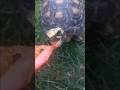 Cawabunga to Iasmin for Sharing her “Pet,” Leonardo, with Us All.