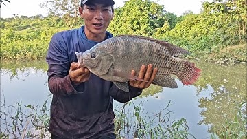 Hành trình truy tìm Rô Phi 5kg Tự nhiên 
