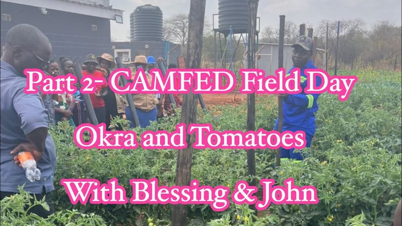 Rural living in Zimbabwe- Part 2 Okra and Tomato growing. 