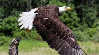 Seasons of the Bald Eagle Do Female Bald Eagles Have Whiteheads