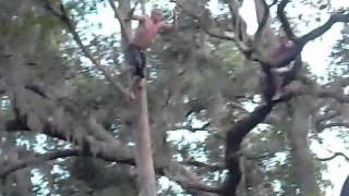 tree jump to butt flop