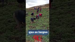 cosechando la Maca en las alturas de los andes del Perú