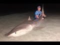 My Largest *Tiger Shark* Ever!! Land Based Shark Fishing