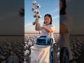 🌱⚙️ Hand-Operated Cotton Picker Demonstrating Efficient Fiber Extraction