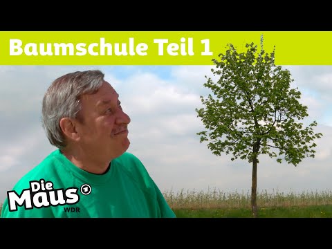 Wie kommen Bäume