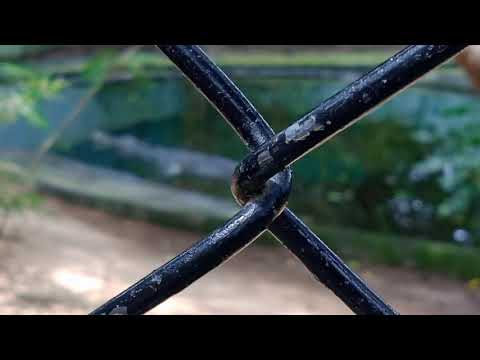 Bannerugatta Zoo park 👉🐘🦚🦜🐅